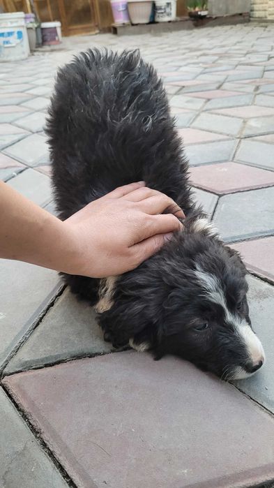 Щенята от черного лабрадора