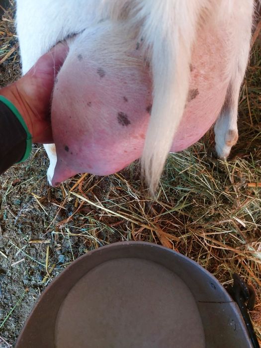 15 capre selectate de vanzare