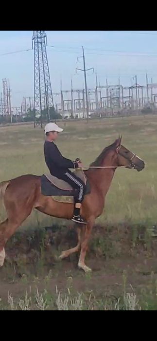 Қостанай байтал сатлады