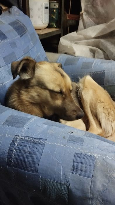 Отдам собаку  кабель