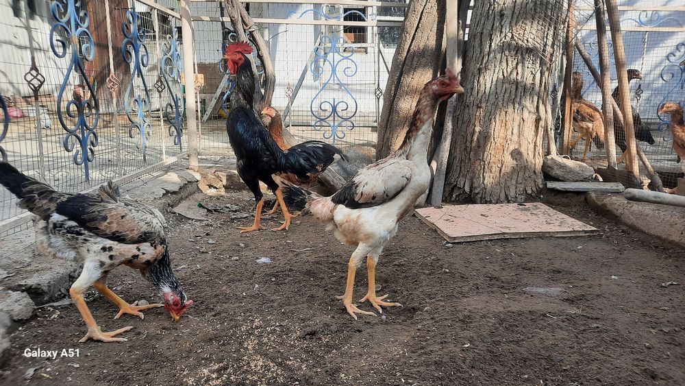 Тоза зот шалпанг сотилади апрельский