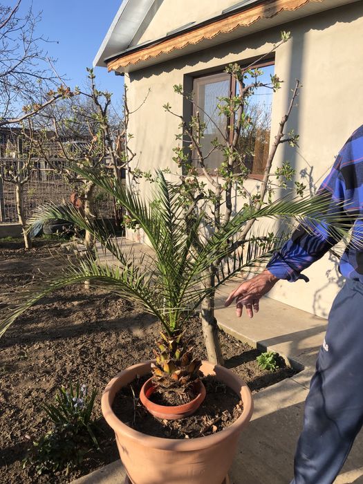 Palmier - Grecia