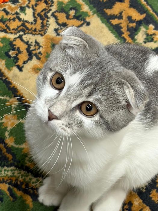 Котёнок шотландский