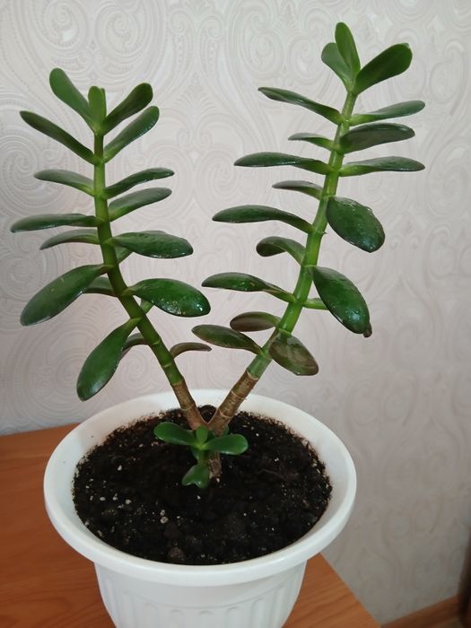 Толстянка денежное дерево