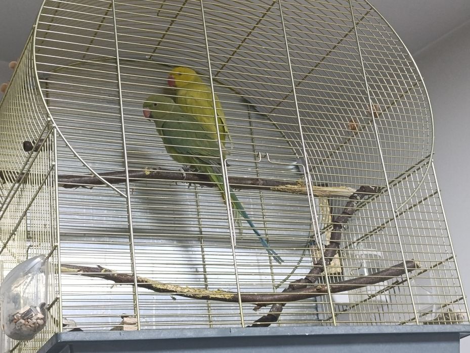 Papagali micul Alexander