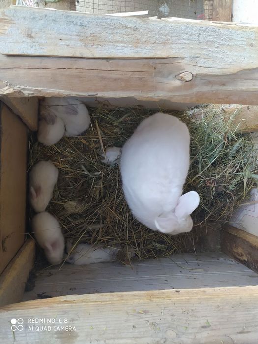 Кролики калифорния. 1 мес. Здоровые.