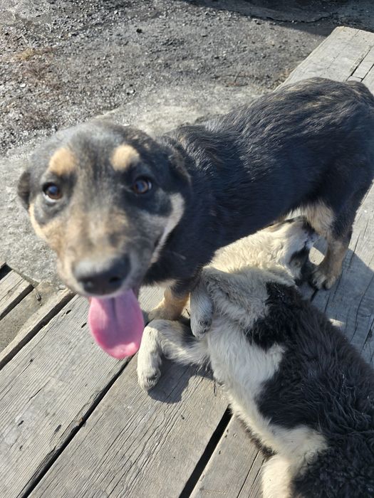 Щенята собака 3 месяца в добрые руки