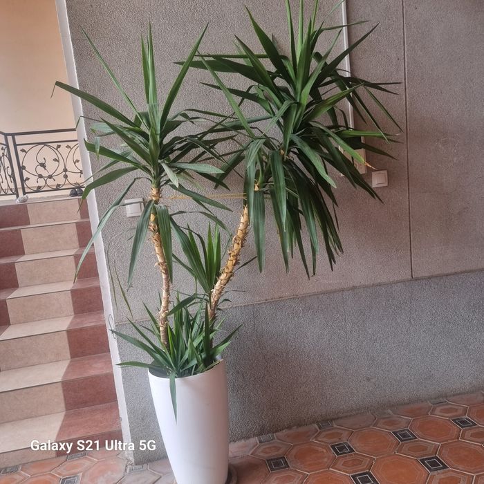 Palma yukka ofisniy gul 500ming