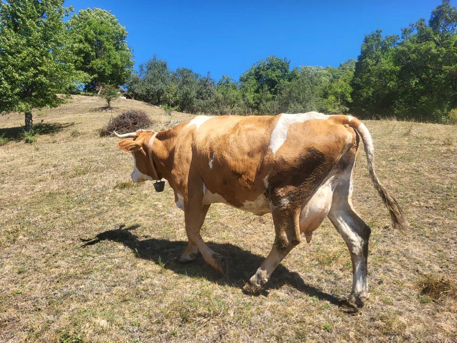 Vând vacă balțată românească, de 10 ani ,cu vitel belgian fatat recent