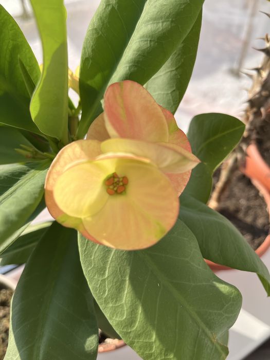 Продам не дорого