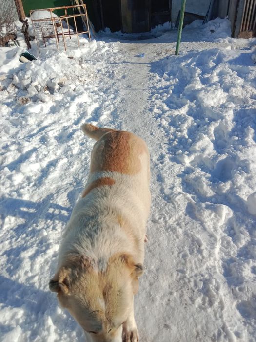 Алабай сука  1,2 месяцев