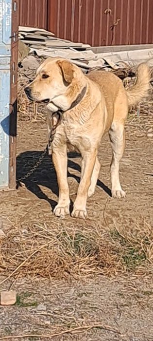 Сатылады Ұрғашы тяж