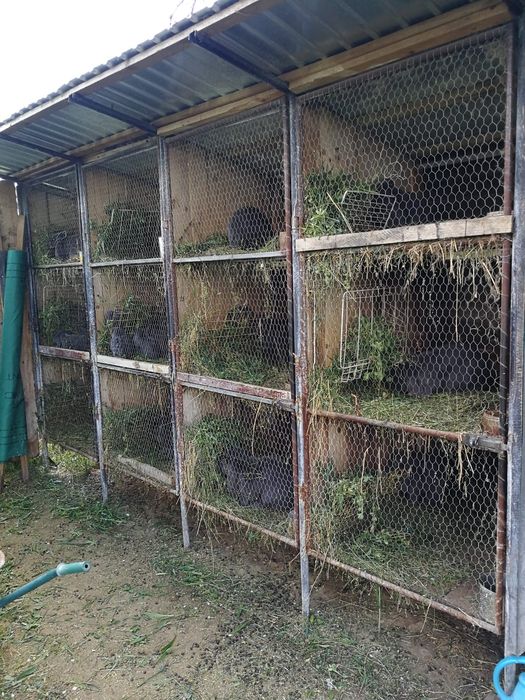 Vând iepuri berbec uriaș german