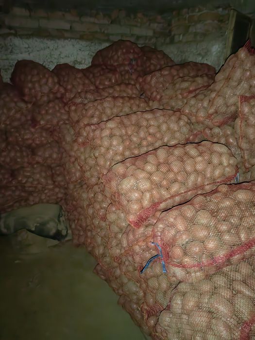 Cartofi consum Bellarossa