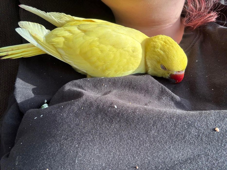 Papagali Micul Alexandru pui blanzi crescuti la mana Alexander