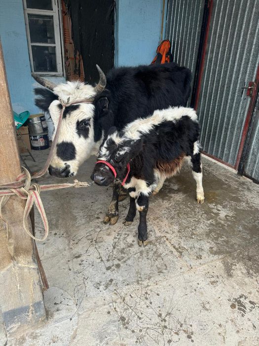 Қара Шимай Қашар үшінші тума