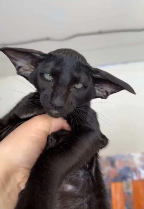 Ориентальные котята. Ориентал