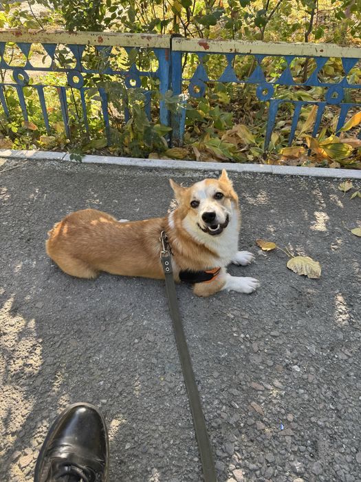 Корги мальчик , Чарли