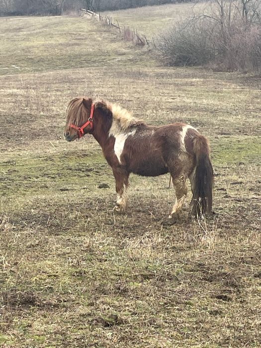 Vand ponei foarte cuminte