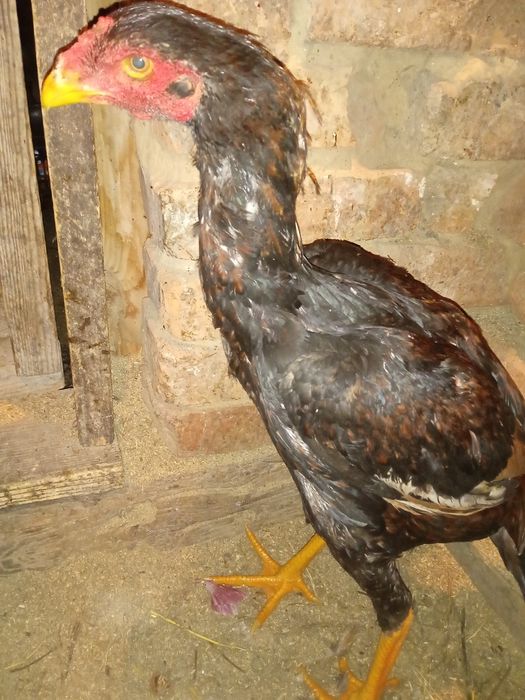 Продам петушка дакан