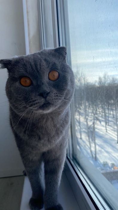Продам кота , вислоухий шотландский , в дом где есть кошка для вязки
