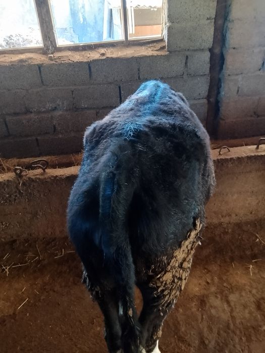 Семыз кысыр кашарлар сатылады