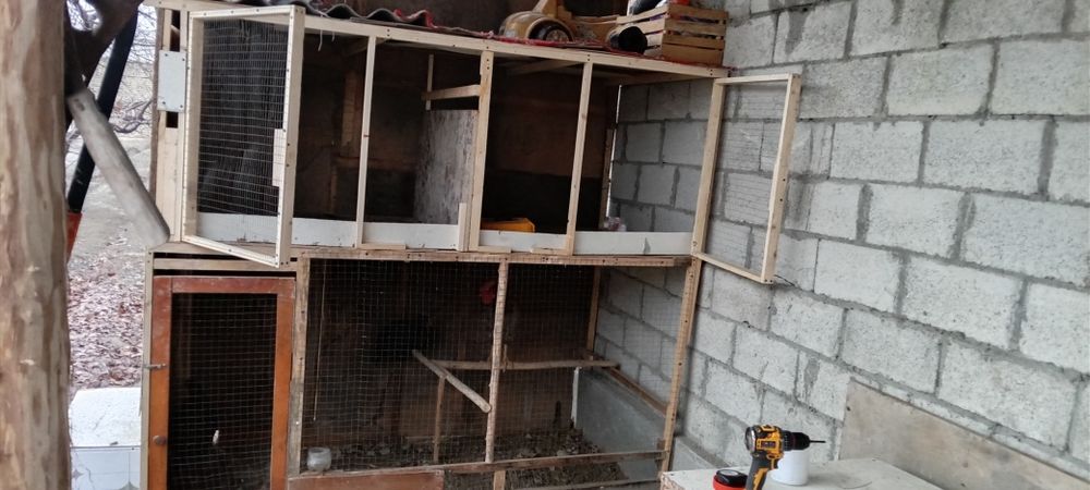 kataklar jo'jalar va tovuqlarga