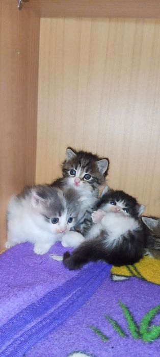 Отдам котят в добрые руки