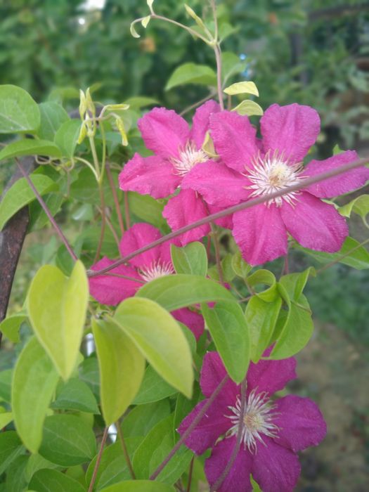 Вьющиеся цветы Клематисы