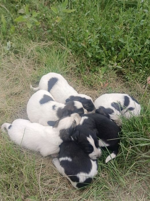 Продам щенят русского спаниеля