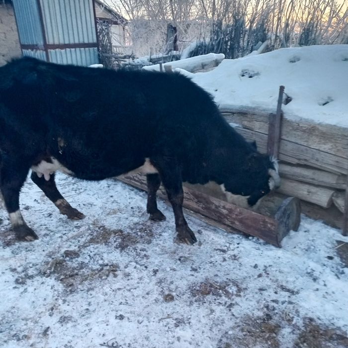 Сауын сиыр сатылады