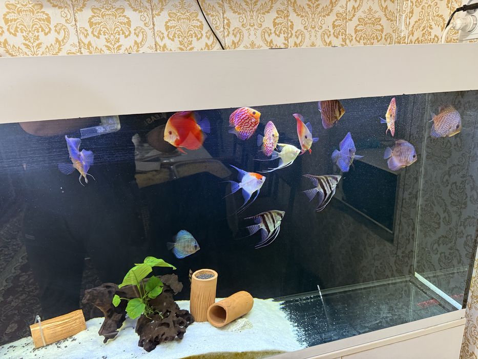Akvarium + Baliqlari bilan