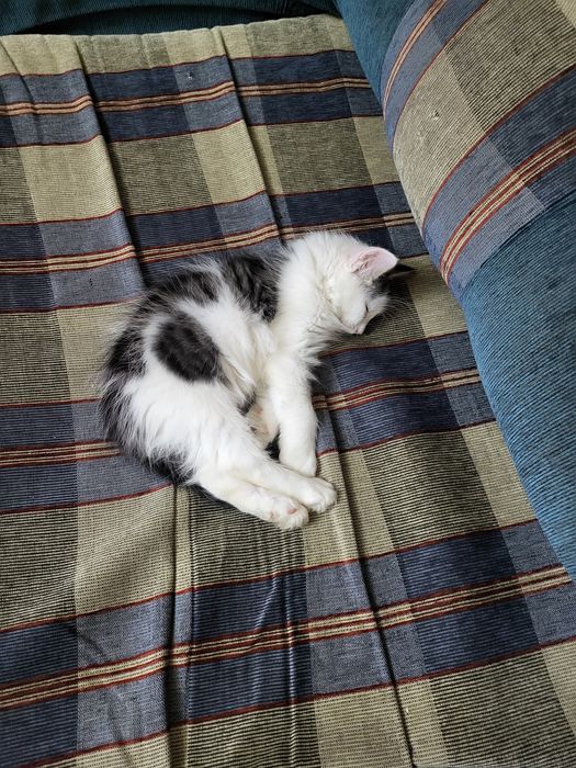 Бесплатно котёнок