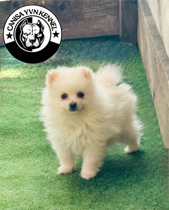 Mascul pomeranian miny cu pedegree