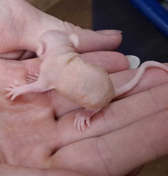 Крысята, лысые, сфинксы