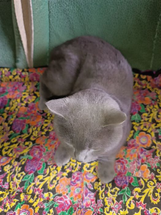 британский кот, чистокровный