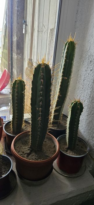 Кактуси Сан Педро /Т. Peruvianus/