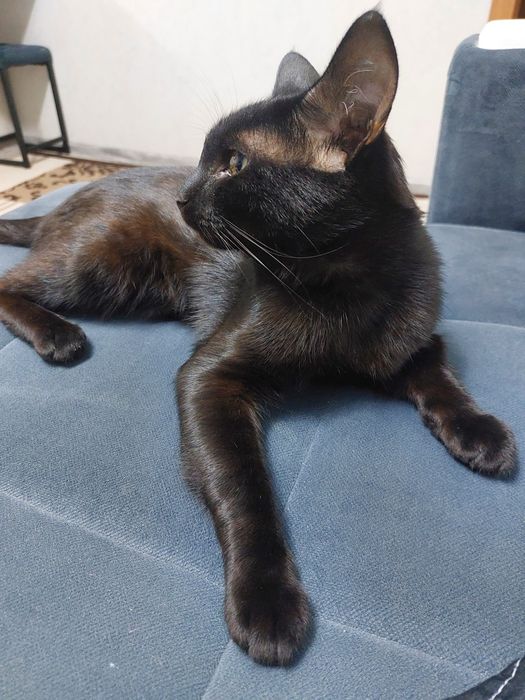Отдам чёрного кота