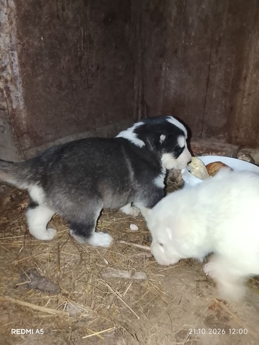 Щенки САО Алабай 1 мес