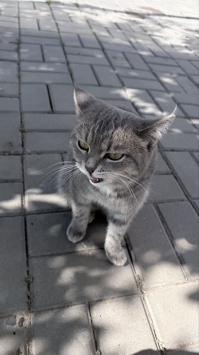 Котик пародистый очень красивый ласковый
