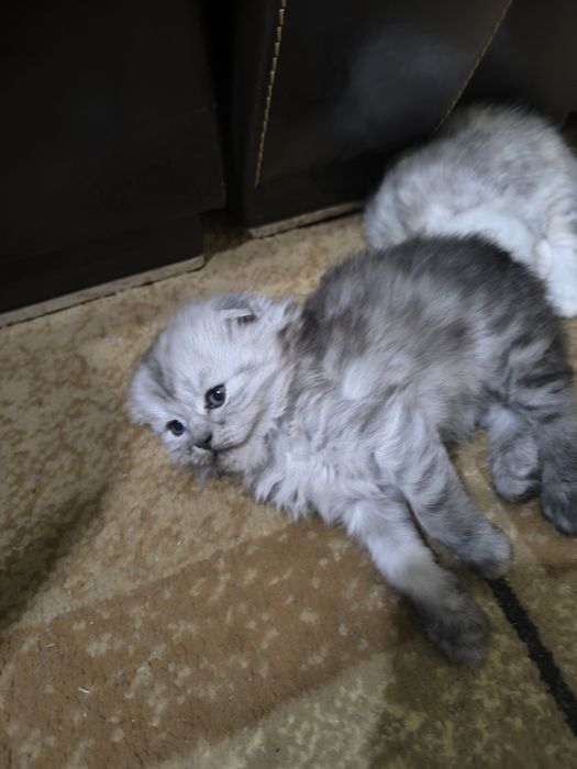 Продам котят полуперс- британец