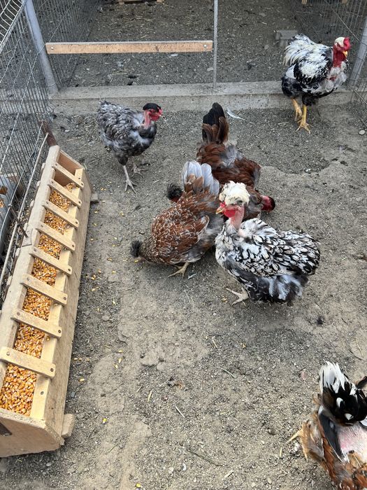 Oua incubat gaini motate, incaltate