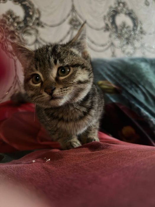 Mushuk mushuk mushuk