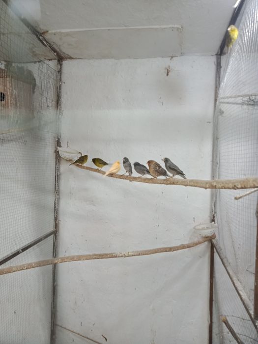 Продаются канарейки