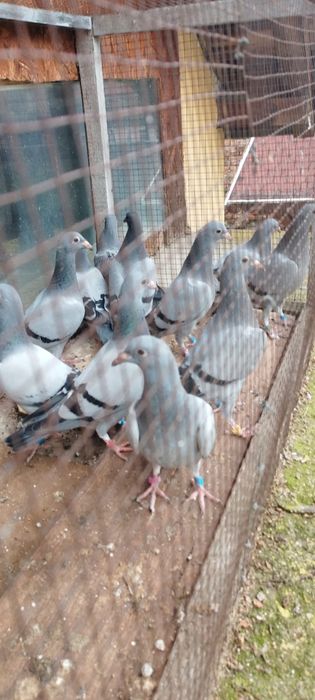 vand11pui porumbei,culori albastru,inele FCI,350ron