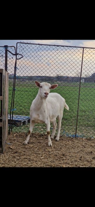 Vând iada sannen 3 ani