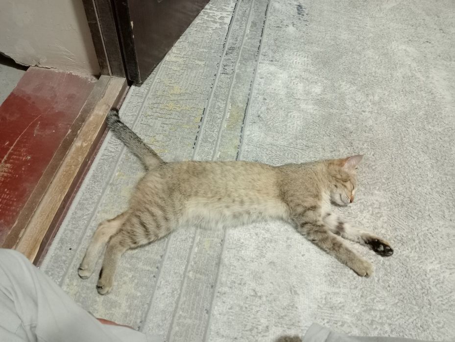 Продаю кошку умную