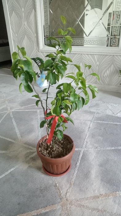 Мандарин 4 жылдық