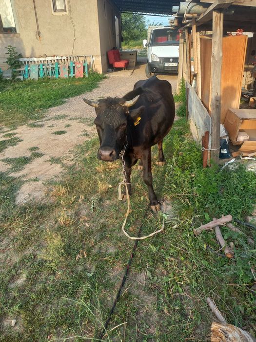 Продам Корову молодая