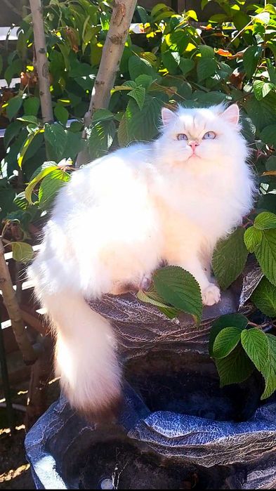 Fetita British Longhair alba cu ochi albastri - linie selecta